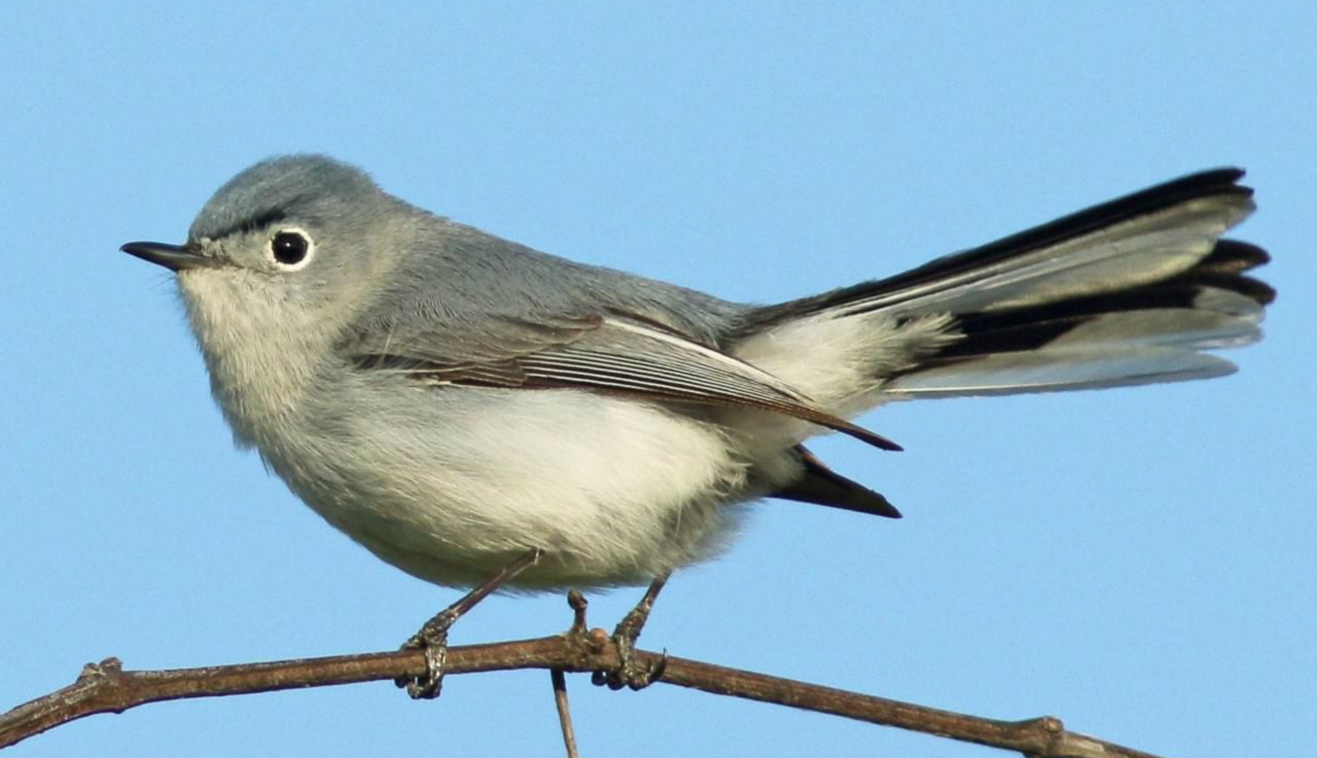 https://www.visitwindsoressex.com/wp-content/uploads/2018/04/blue-gray-gnatcatcher-3.jpg