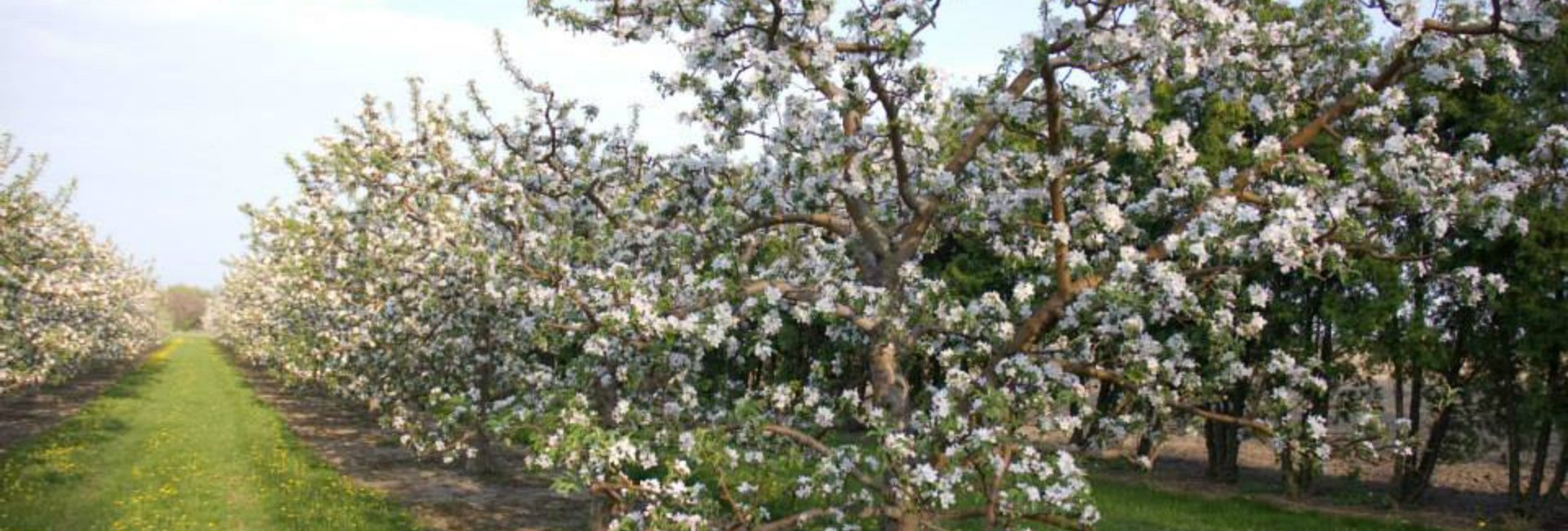 Kennette Orchards - Tourism Windsor Essex Pelee Island