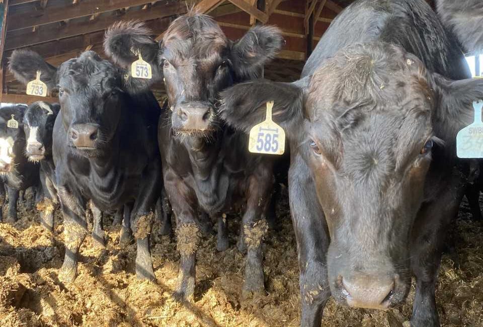 Trimble Farms Cattle Company Inc. Tourism Windsor Essex Pelee Island